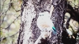 bluebird💙 #colourfulbirds #birdsounds #birdslover