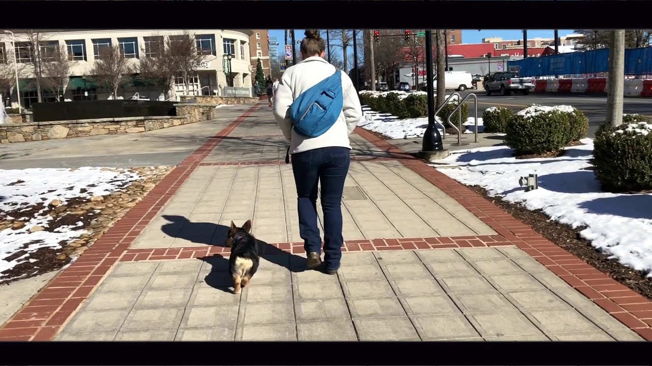5 Mo Old Corgi, Bandit | Corgi Dog Trainers | Greenville Dog Trainers dog sound
