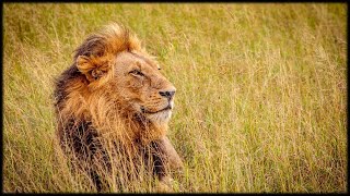 African Wildlife AIB Part 1009