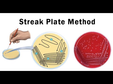 Lab technique microbiology: Streak plate method