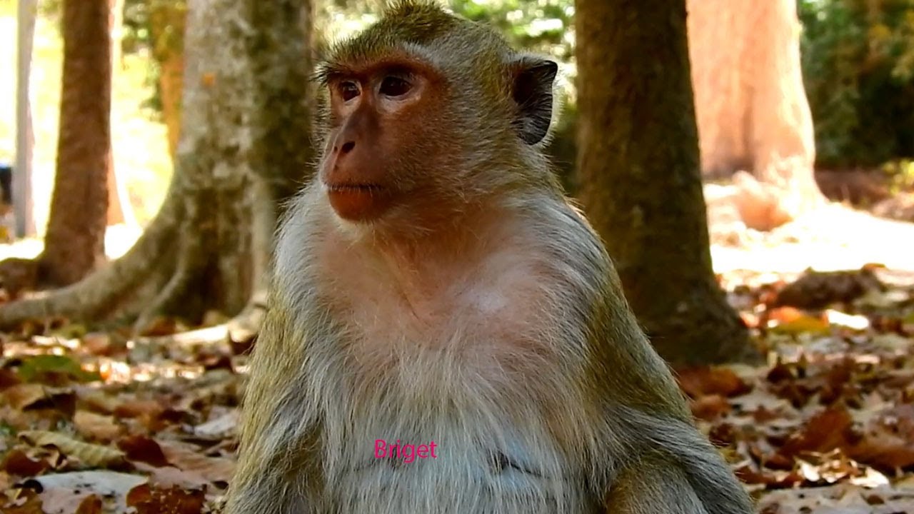 Briget monkey a lots of thinking about her healthy, Just lost first baby passed away