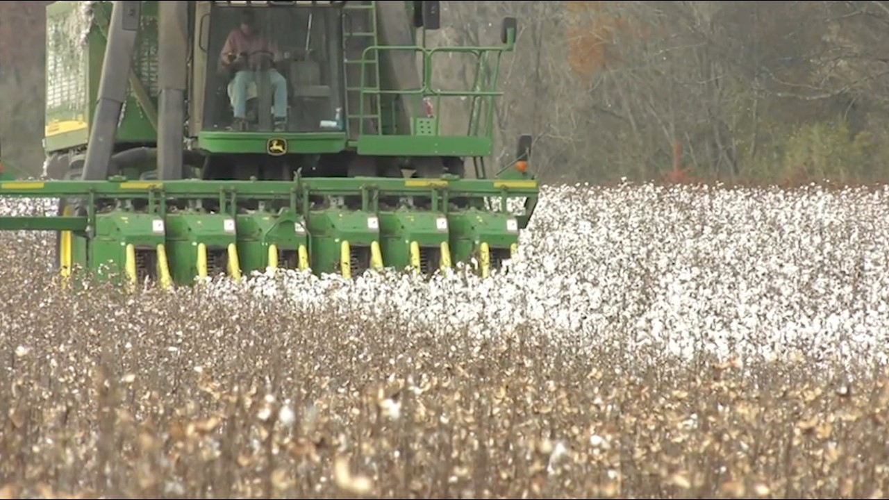 В 2026 году хлопковая промышленность Джорджии столкнется с низкой рентабельностью | Фермеры обращ...