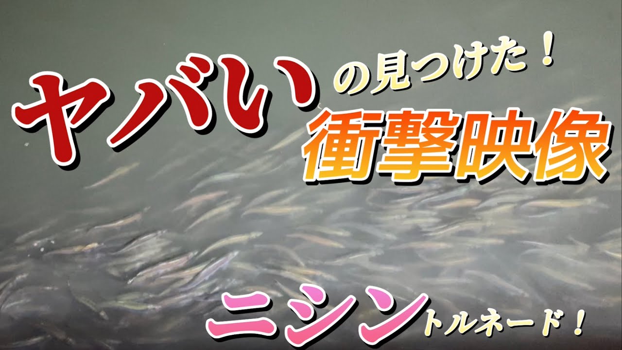 衝撃映像！日本海ニシンの大群が目の前に！