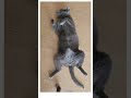 다 귀찮소... 🐱 #russianbluecatvlog, #cathealing, #고양이의일상