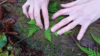 Plant ID: 5 Common BC Ferns