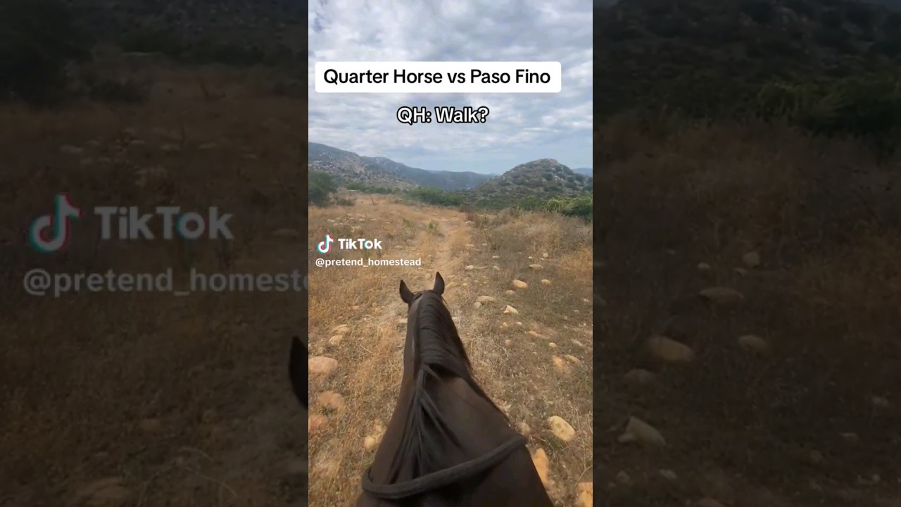 Quarter Horse Vs PasoFino (pretend_homestead)