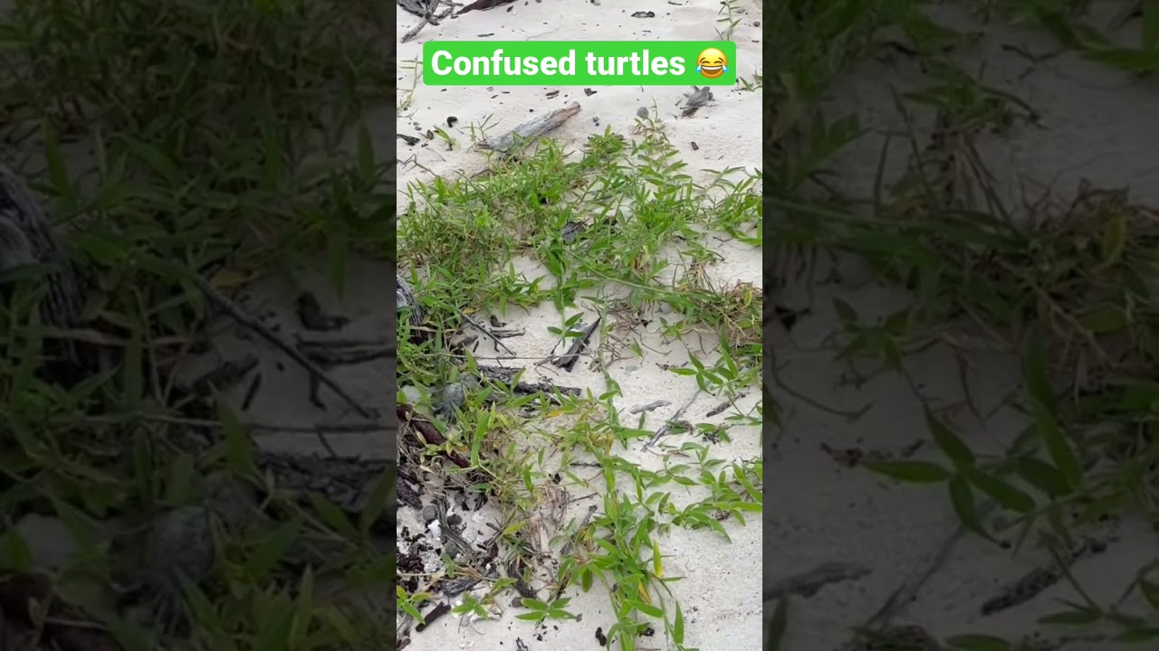 Lost turtles 😂🐢 #babyturtle #heronisland #seaturtles #turtle #hatchlings #turtles #lost #baby