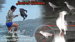  Koak Bird  Powerful Also Stealth Fuck Owned By Luwian Hunter