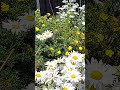 A sunny day in my garden #trending #viral #trendingshorts