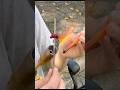 Making a Bandicoot out of glass 🥭🩳🦊 #lampwork #crashbandicoot #4am