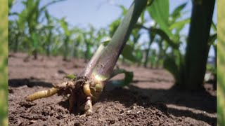 Rootless Corn Syndrome: Causes of Floppy Corn