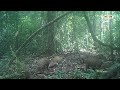 A large sounder of wild boar with playful piglets in Khao Sok National Park