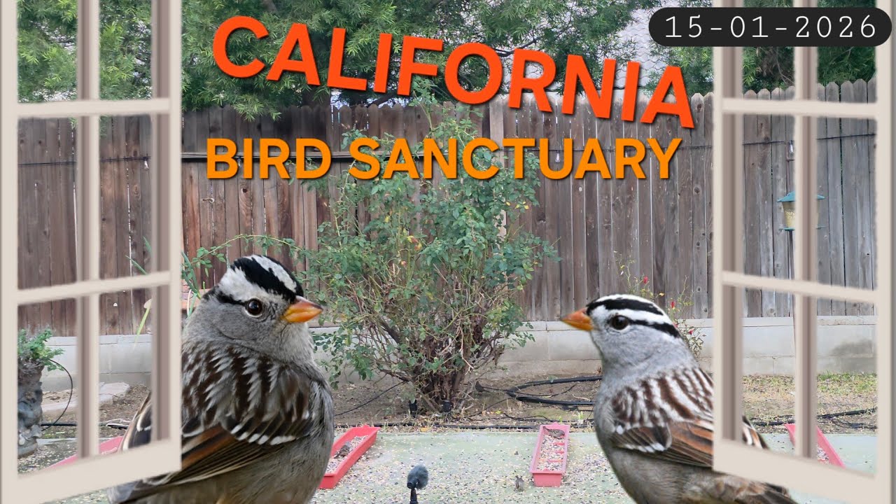 First Birds of the Morning | FInches Sparrows | ASMR CAT TV