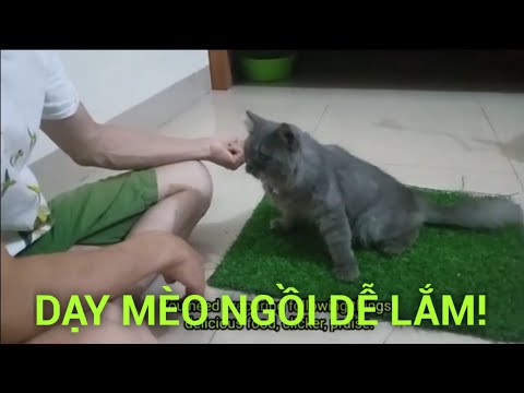Video: Cách Huấn Luyện Mèo Ngồi Bô