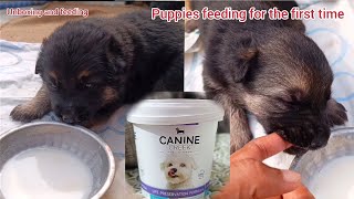 20 days old german shepherd puppies eating pup booster for the first time | Unboxing and feeding