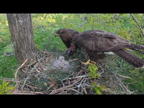 Video: Heřmánek polní voní