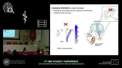 Casellato Claudia - Reconstruction and simulation of the cerebellar microcircuit
