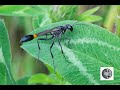 Ammophila procera (Common Thread-waisted Wasp)