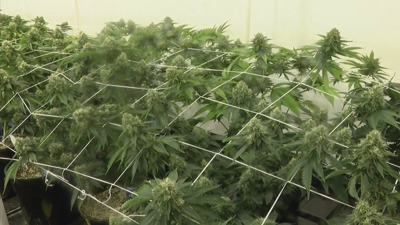 How and when you can grow your own marijuana