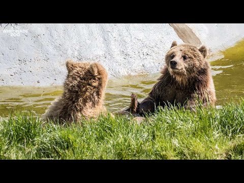 Bearly awake…