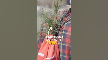 Emotional Support Tree | One Tree Planted