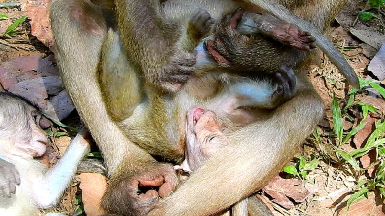 Oops! What's Going On Dakota Little Baby Monkey, So Pitiful Dakota!