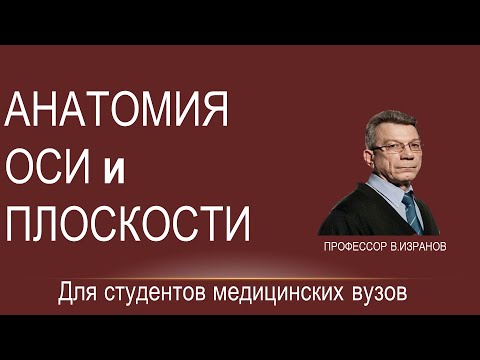 Оси и плоскости. Общая анатомическая терминология
