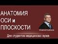 Оси и плоскости. Общая анатомическая терминология