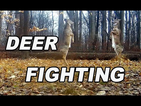 Trail Camera: Whitetail Deer Fighting