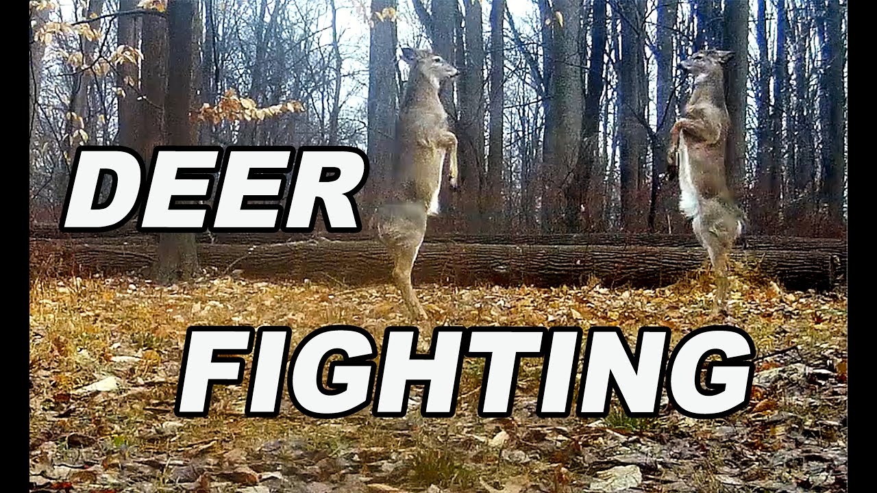 Trail Camera Whitetail Deer Fighting YouTube