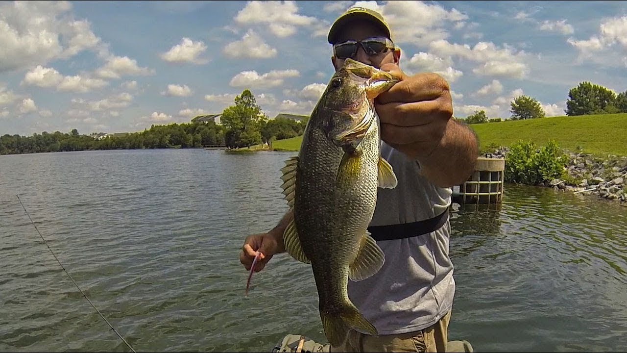 Summer Bass Fishing a New Lake!!! (Lake Frederick, VA) YouTube