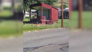 Cougar roams La Grande's Union County Fairgrounds