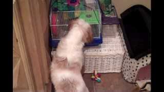 Cute Shih Tzu - Cooper watching over his hamster by Cooper 4,946 views 14 years ago 1 minute, 7 seconds