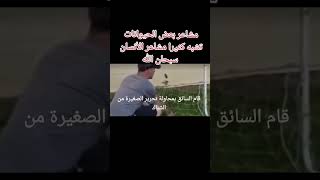 مشاعر بعض الحيوان تشبه كثيرمشاعر الإنسان. سبحان الله