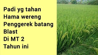 padi yg tahan hama wereng, penggerek batang, blast, Di MT 2 tahun ini