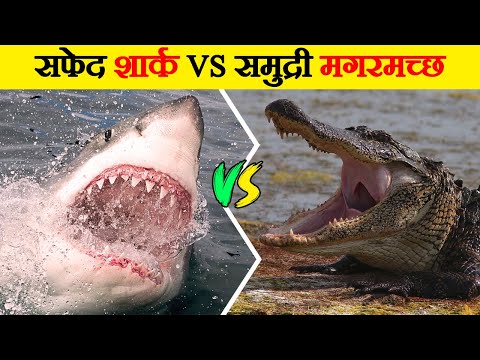 वीडियो: महान सफेद शार्क देखने के लिए आप कहाँ जा सकते हैं?