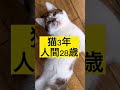 【変なポーズ】猫と人間の年齢を比較#shorts