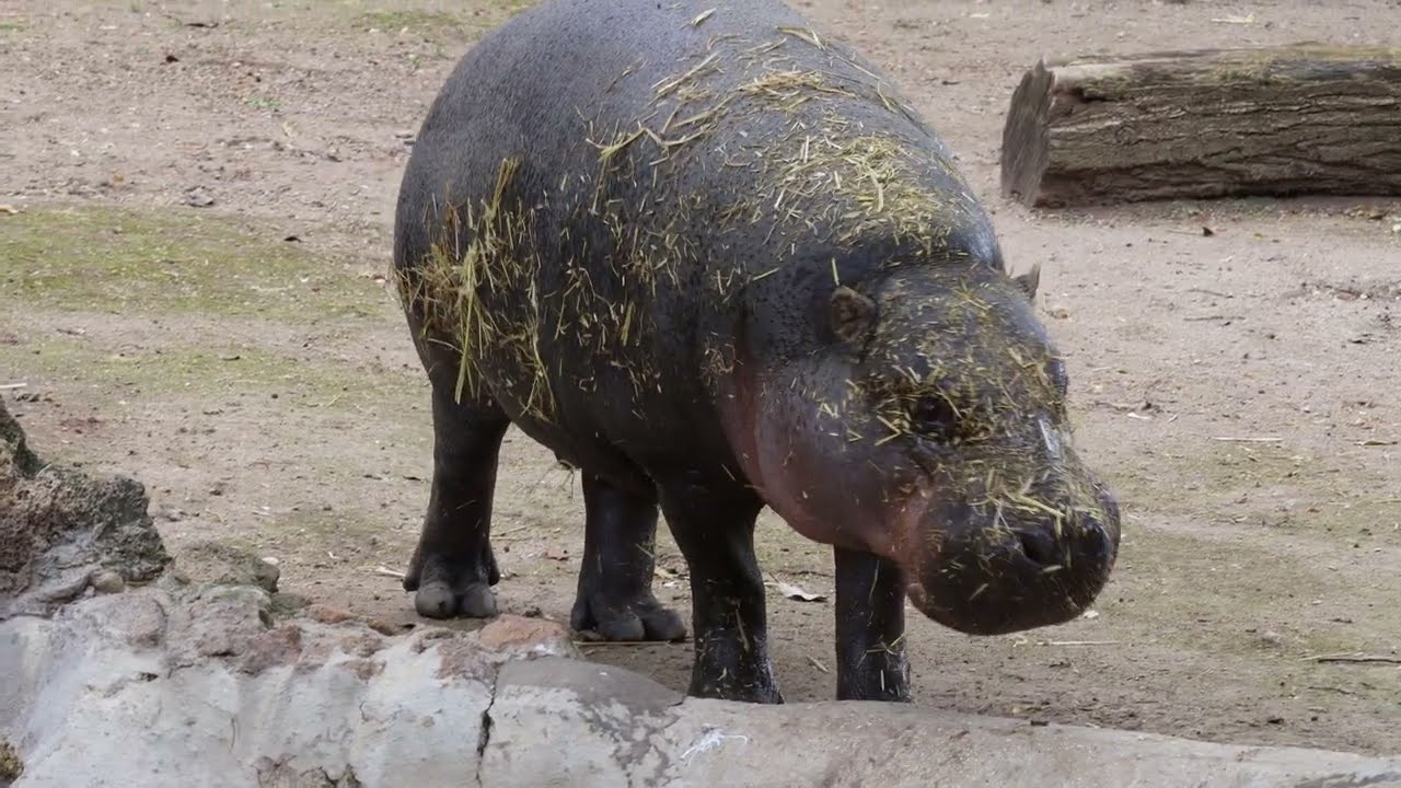 Wilfred l'ippopotamo pigmeo dopo la sua cura di bellezza giornaliera...