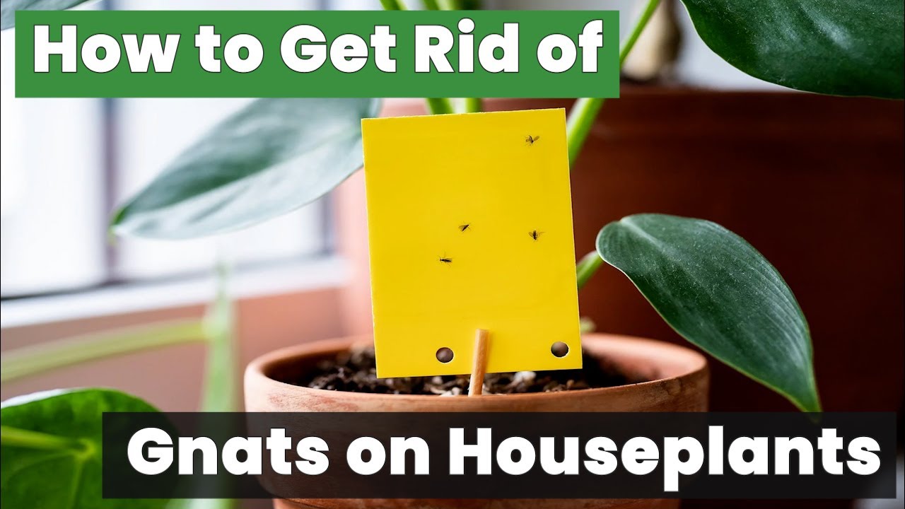 How to Get Rid of Gnats on Houseplants Using Natural Methods! - YouTube