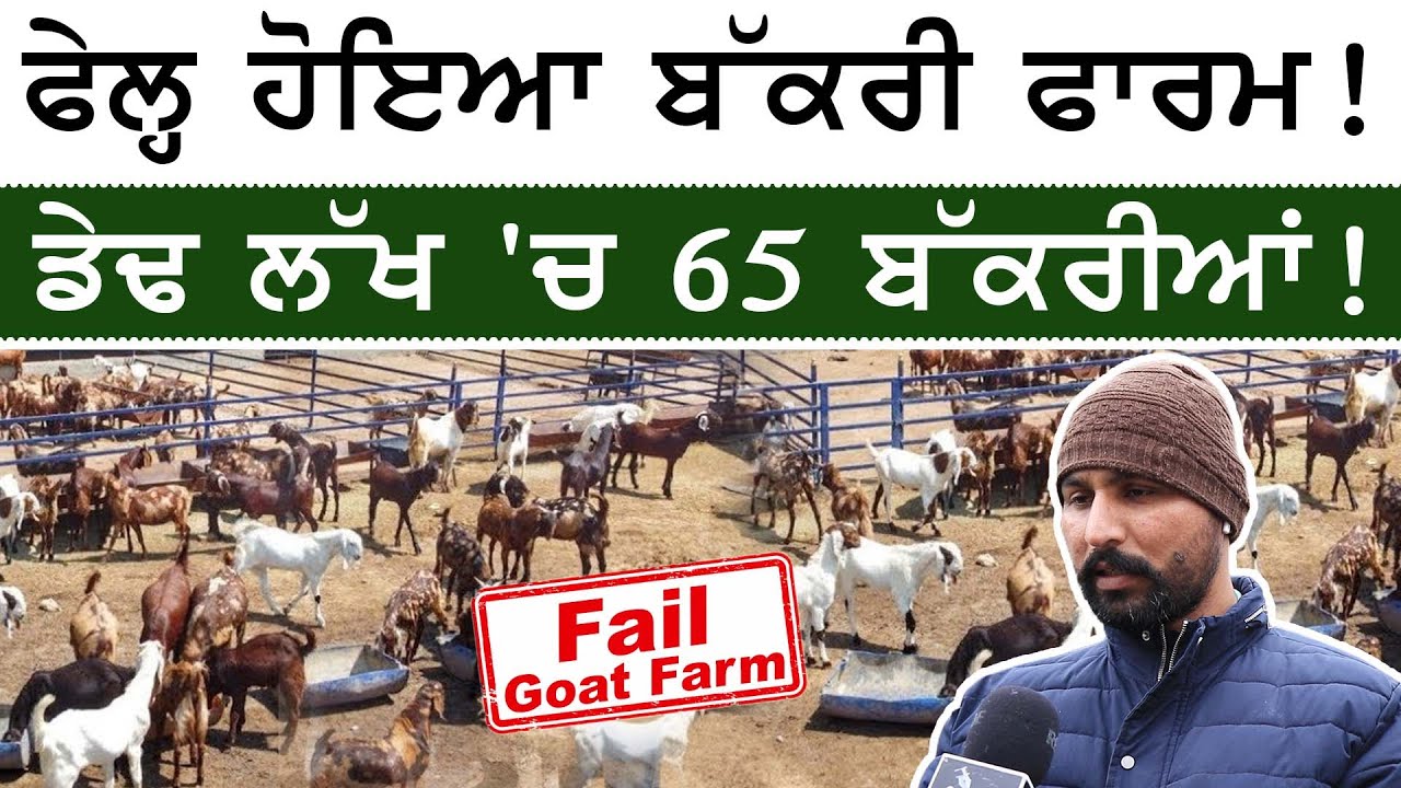 Bakri Farm ਫੇਲ੍ਹ ਹੋਇਆ ! ਡੇਢ ਲੱਖ 'ਚ 65 ਬੱਕਰੀਆਂ ! | Fail Goat Farm | Bakriyan | Sirlekh