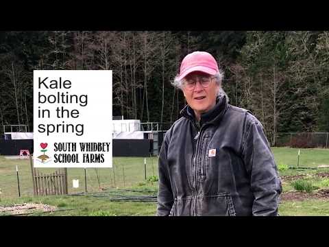 Kale bolting - South Whidbey School Farms at home: