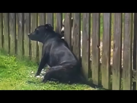 Pup gets a massage from the neighbor dog through the fence