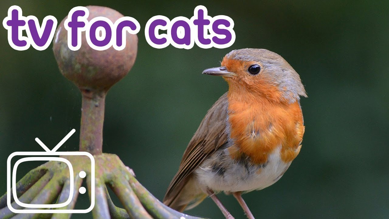 videos for cats birds and squirrels Calming TV for Cats: Garden Birds Combined with Music for Cats