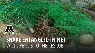 Snake Entangled In Net: Wildlife Sos To The Rescue