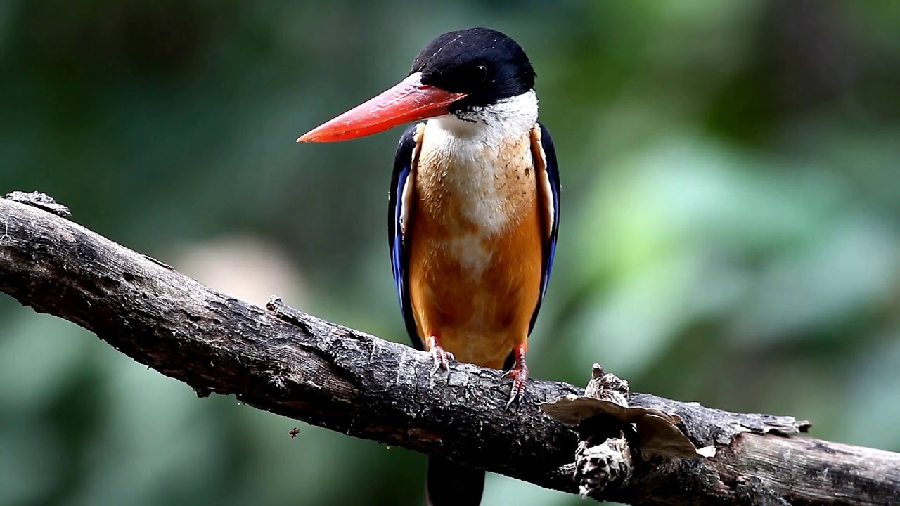 Common Kingfisher -  Kingfisher Sound Video