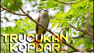 Suara TRUCUKAN RIBUT Di Kebun
