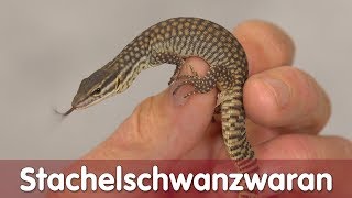 Stachelschwanzwaran | Reptil TV Praxis | M&S Reptilien screenshot 2