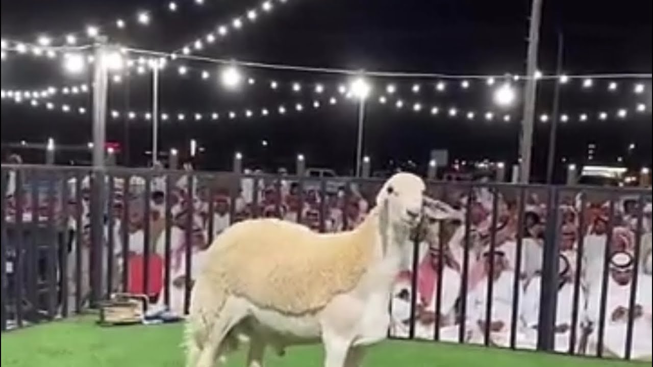 تغطيه المزاد على جلب نوادر من إنتاج مراح متعب عيضه الوذيناني بعشيره الجمعه ١٤٤٥/١٢/٢٢هـ