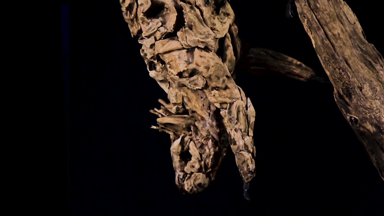 James Doran Webb's Christmas Collection 2021