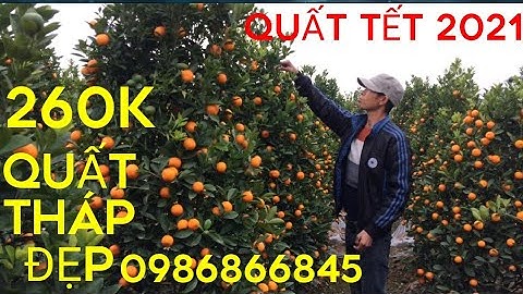 Quất Tết 2021-Quất Tháp Giá Đẹp L.Hệ:0986866845 Quất Chum Quất Dù  Báo giá công khai quất tết 2021